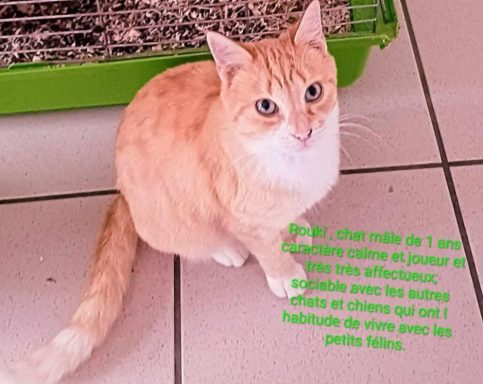 ROUQUINOU / 1 AN / MALE Rouquinou / 1 AN