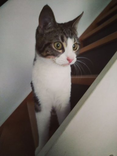 Vroom , né le 12/05/2024 VROOM