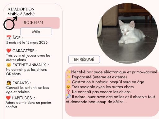 BECKHAM 3 MOIS BECKHAM 3 MOIS