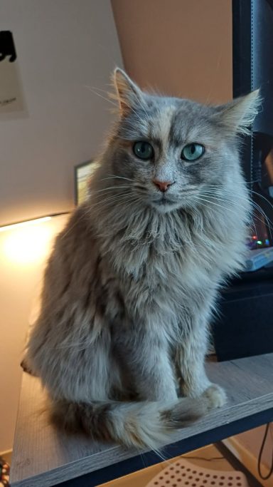 Née en juillet 2023 Chantal connait les chiens et les chats CHANTAL