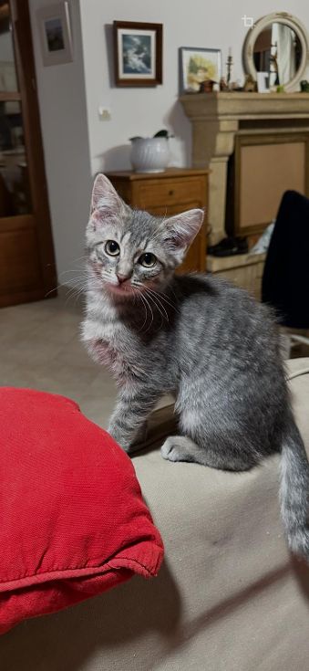 ANGEL née mi octobre ANGEL