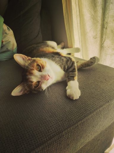 Princesse , née le 8/05/2024 Princesse est une chatte qui préfèrera les jeux aux câlins. PRINCESSE