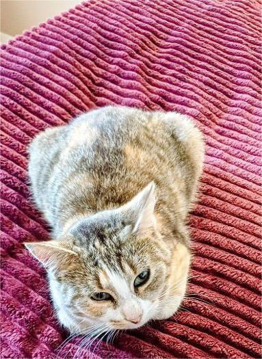 DORA 2 ANS DORA / 2 ANS